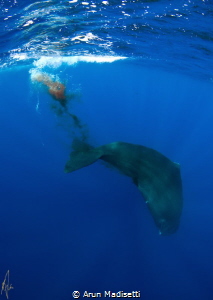 sperm Whale "decompressing" (taken under government permit) by Arun Madisetti 